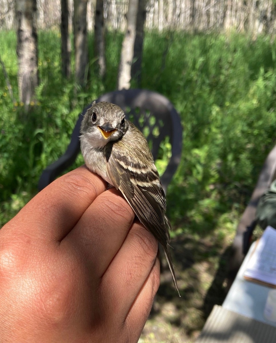 Willow Flycatcher - ML595570161