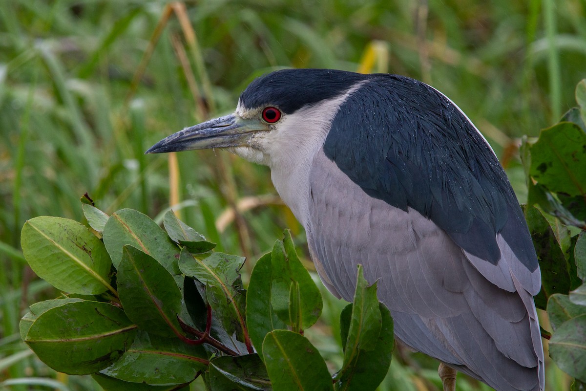 Black-crowned Night Heron - ML595570441