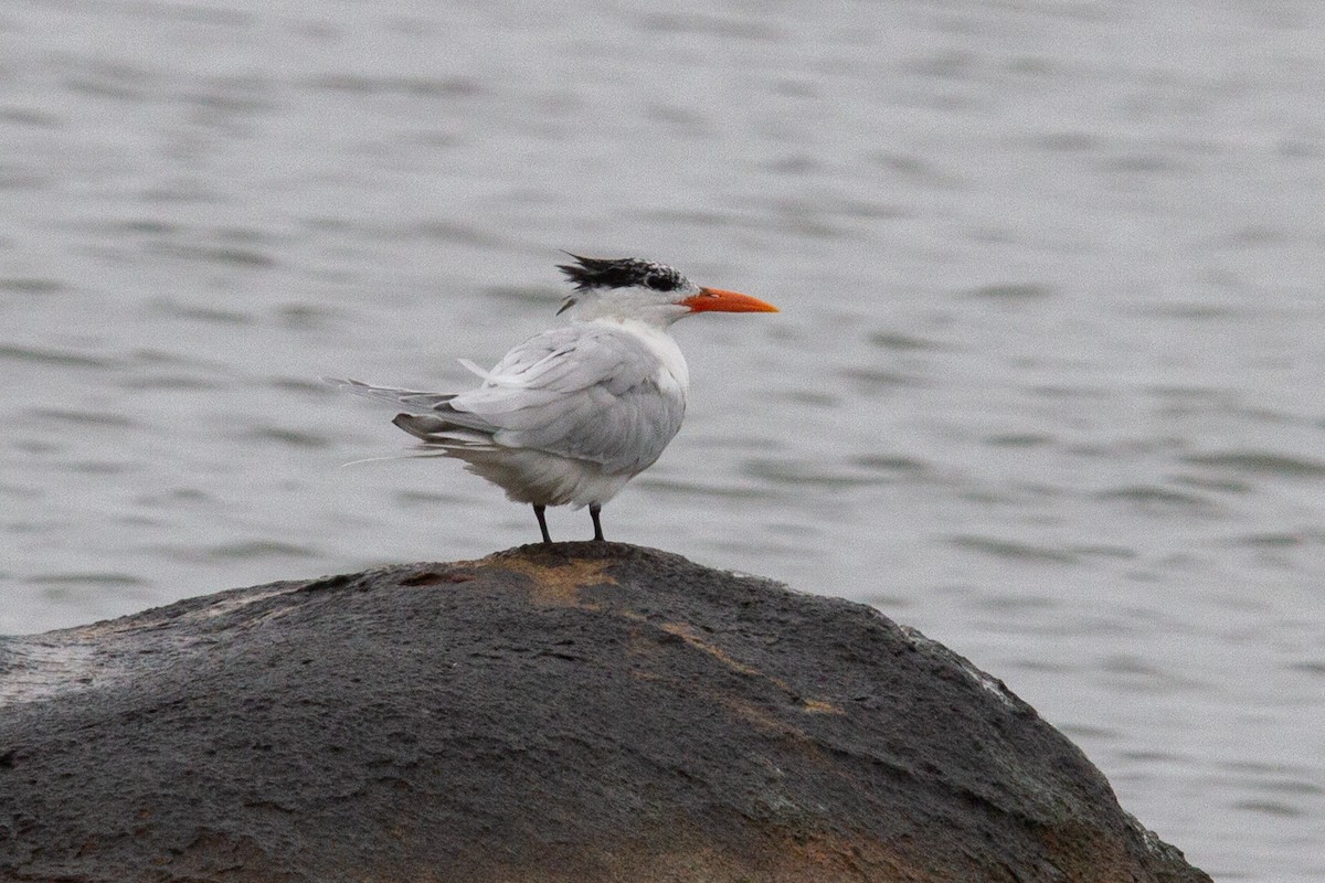 Royal Tern - João Vitor Andriola