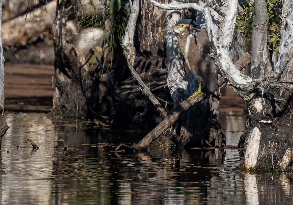 Nankeen Night Heron - ML595570911