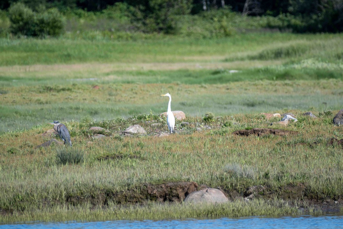 Great Egret - ML595571041