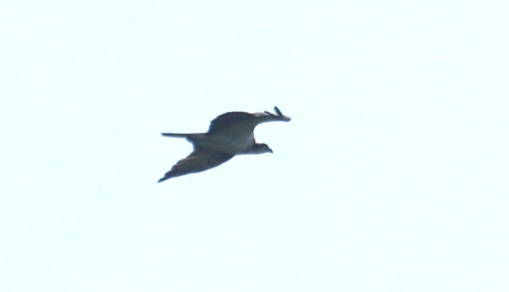 Osprey (carolinensis) - ML595571311