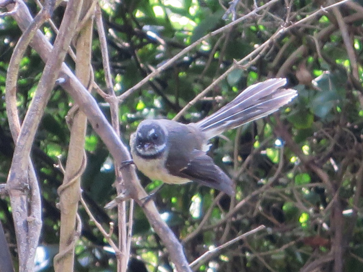New Zealand Fantail - ML595571371