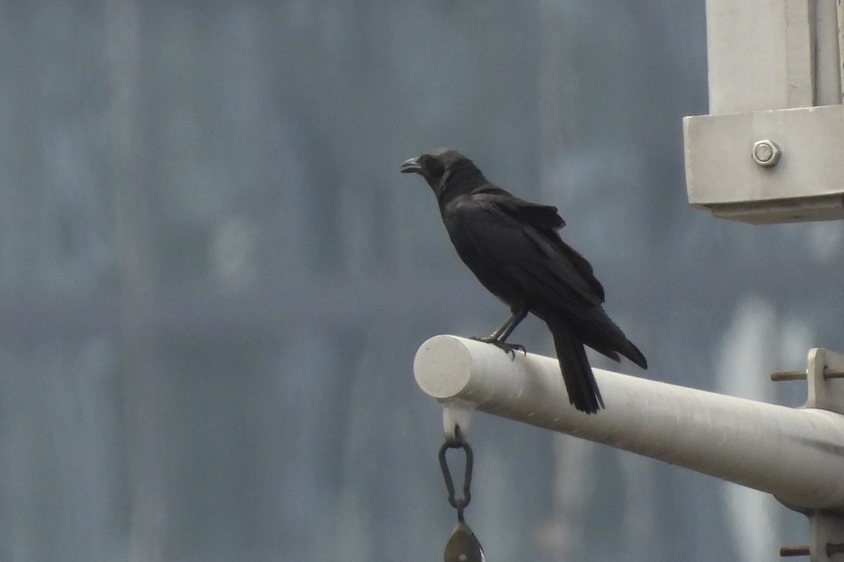 American Crow - ML595571601