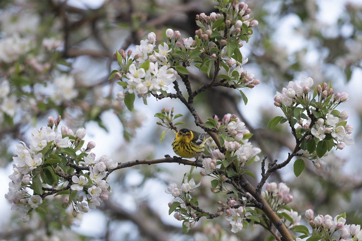 Cape May Warbler - Peter Arnold