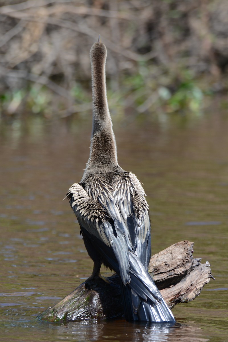 Anhinga Americana - ML595574241