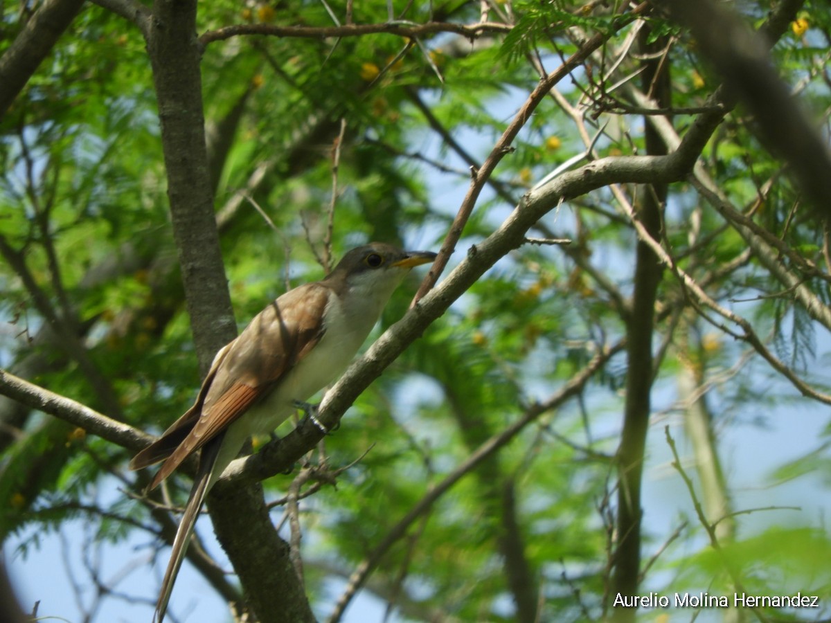 Yellow-billed Cuckoo - ML595574341