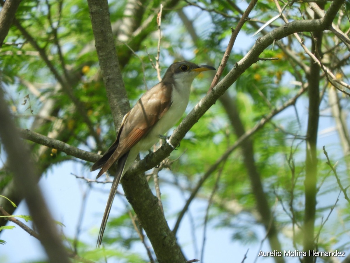 Yellow-billed Cuckoo - ML595574351