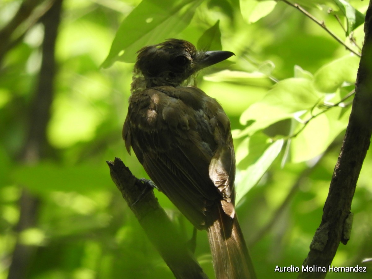 Brown-crested Flycatcher - Aurelio Molina Hernández