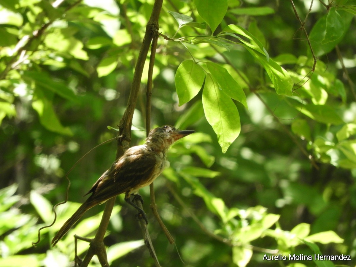 Brown-crested Flycatcher - ML595574831