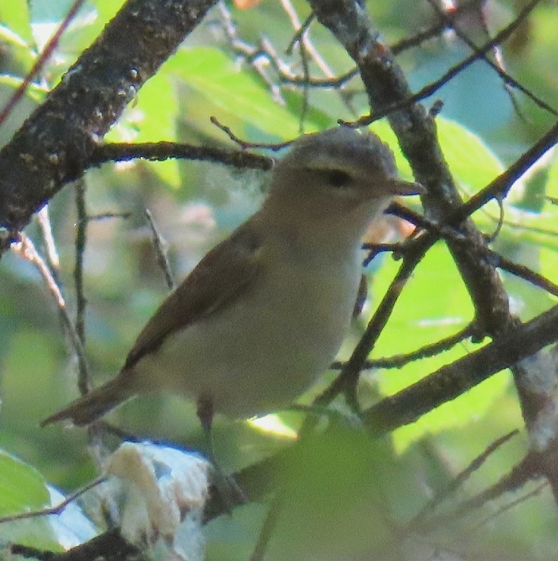 Warbling Vireo - Bonnie Roemer