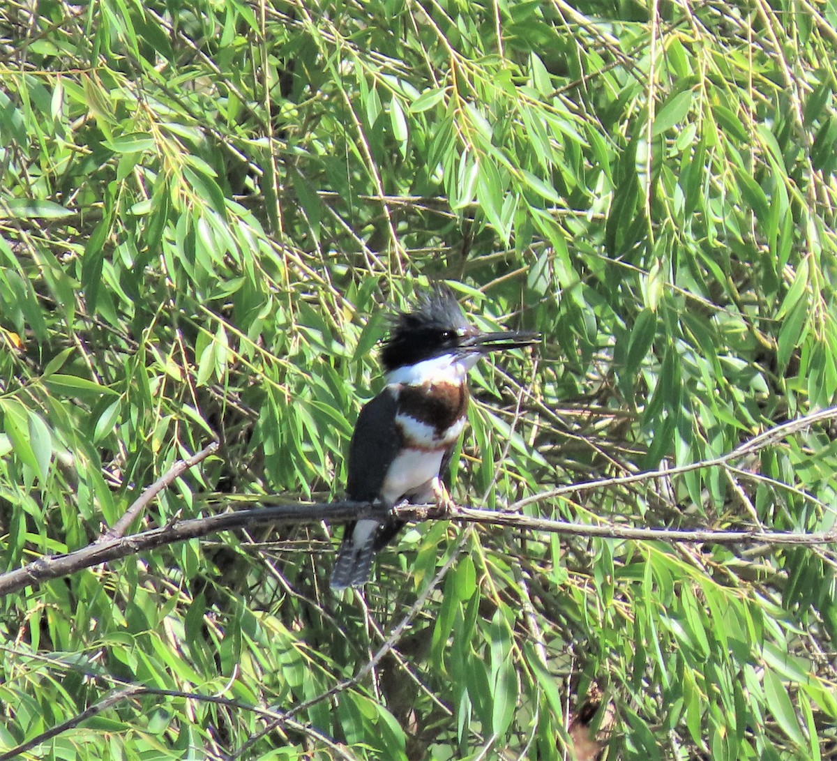 Belted Kingfisher - ML595575081