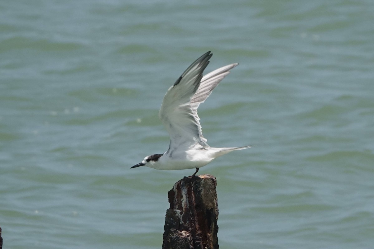 Common Tern - ML595575551