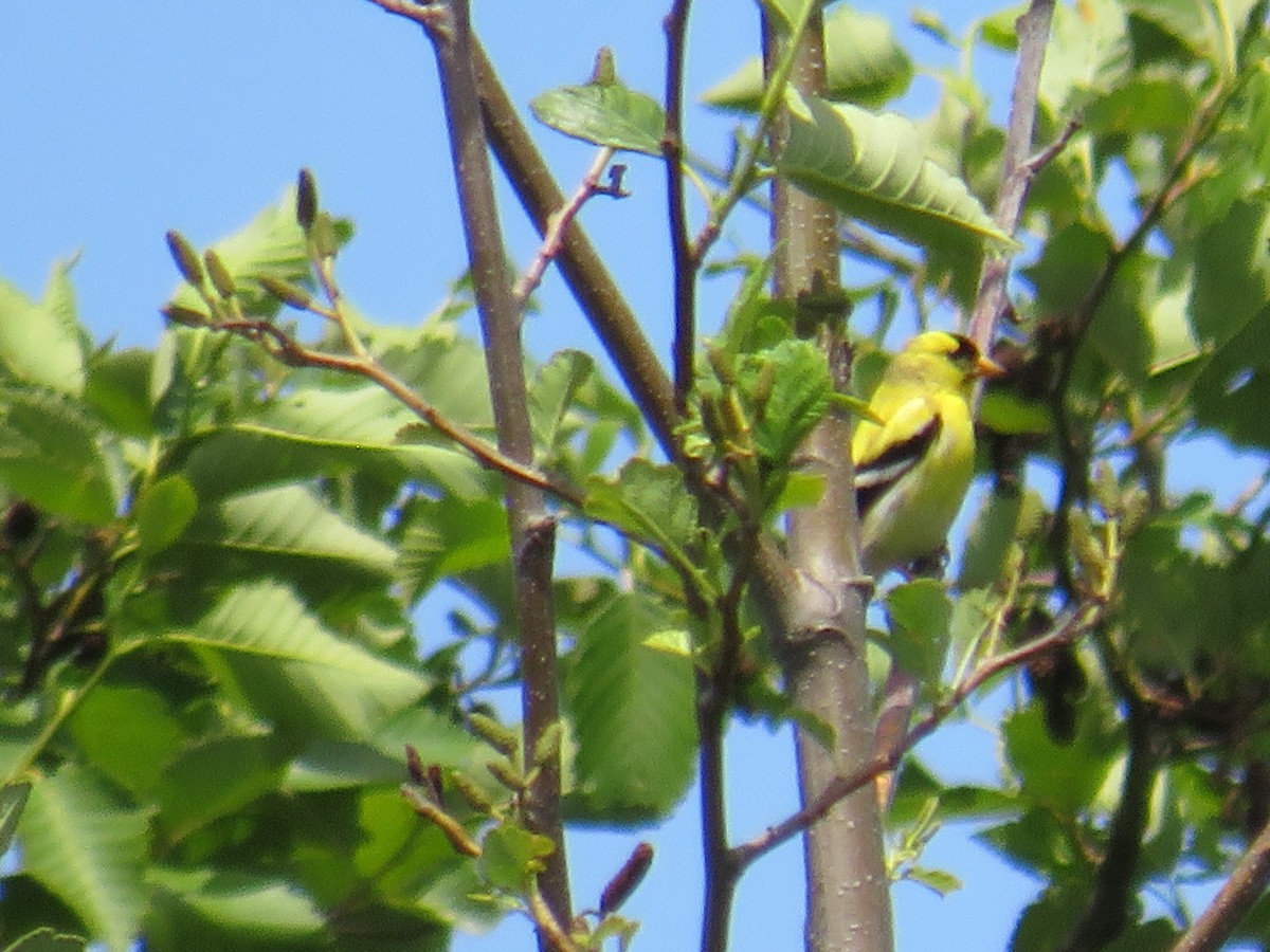 American Goldfinch - ML595575991