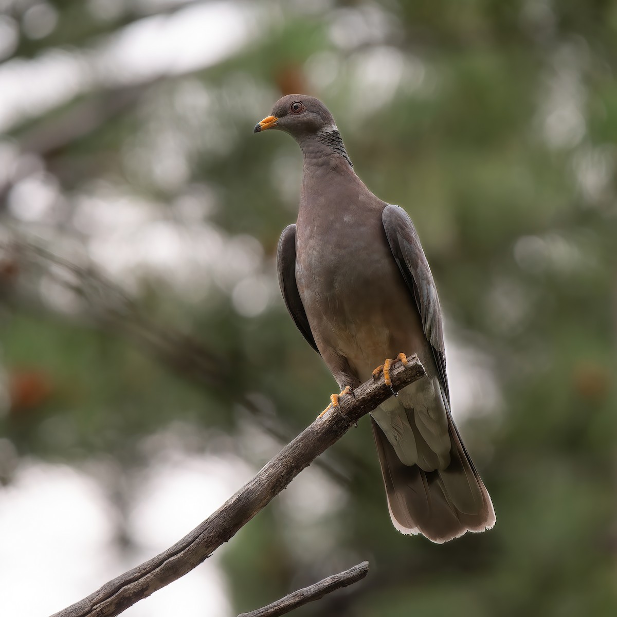 Band-tailed Pigeon - ML595576071