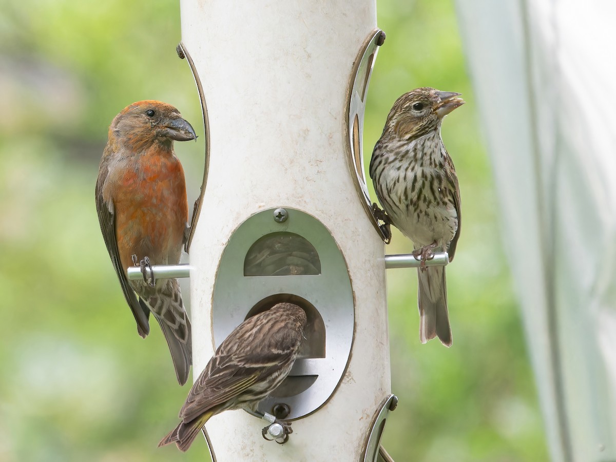 Cassin's Finch - ML595576311