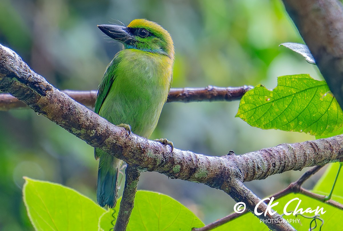 Yellow-crowned Barbet - ML595576711