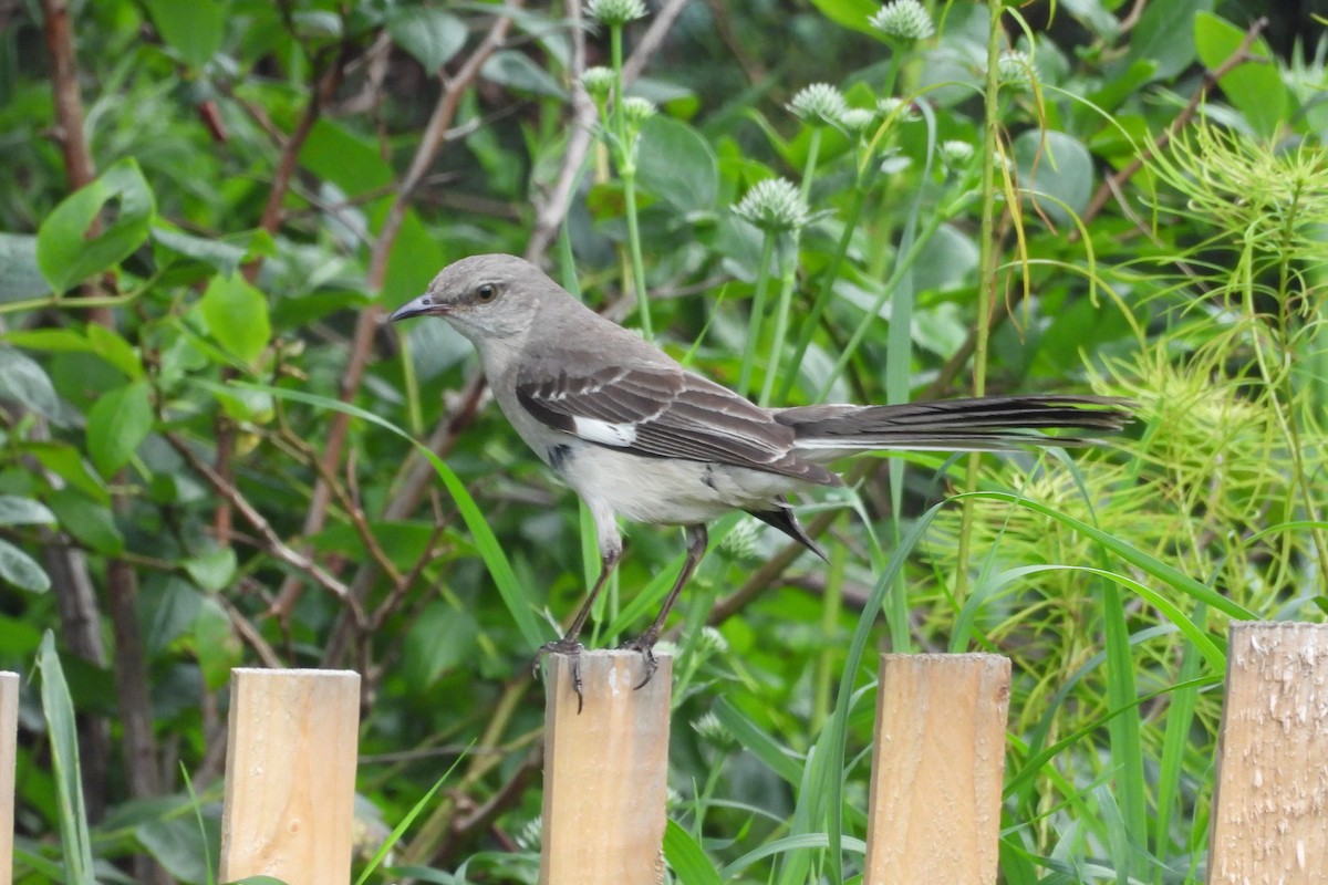 Northern Mockingbird - ML595577211