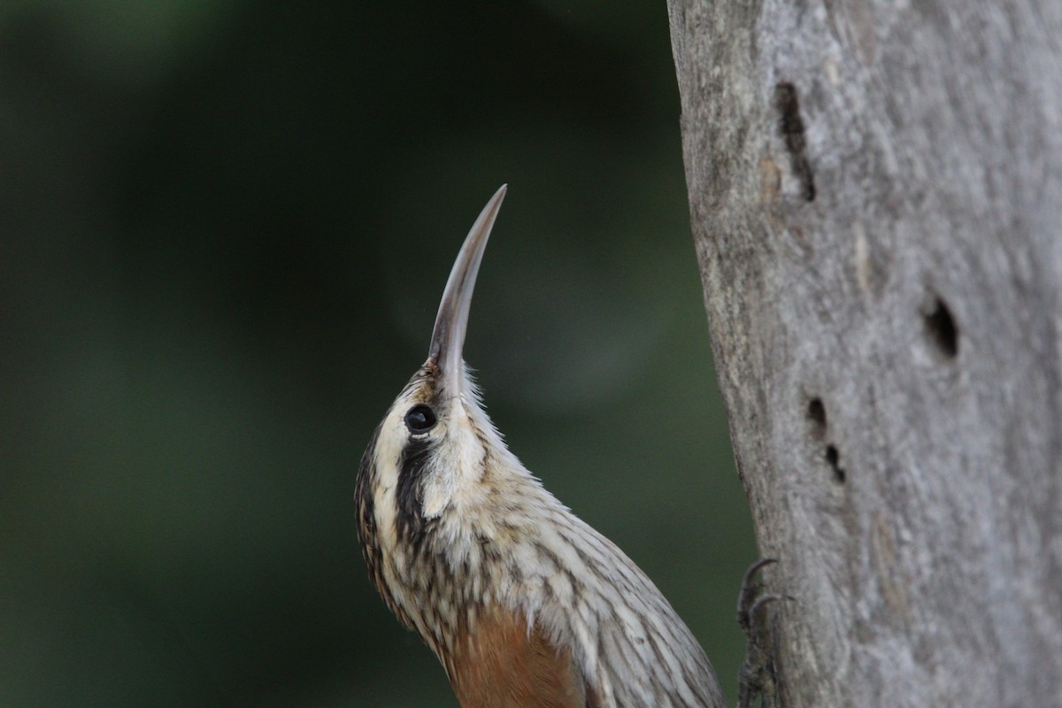 Narrow-billed Woodcreeper - ML595577721