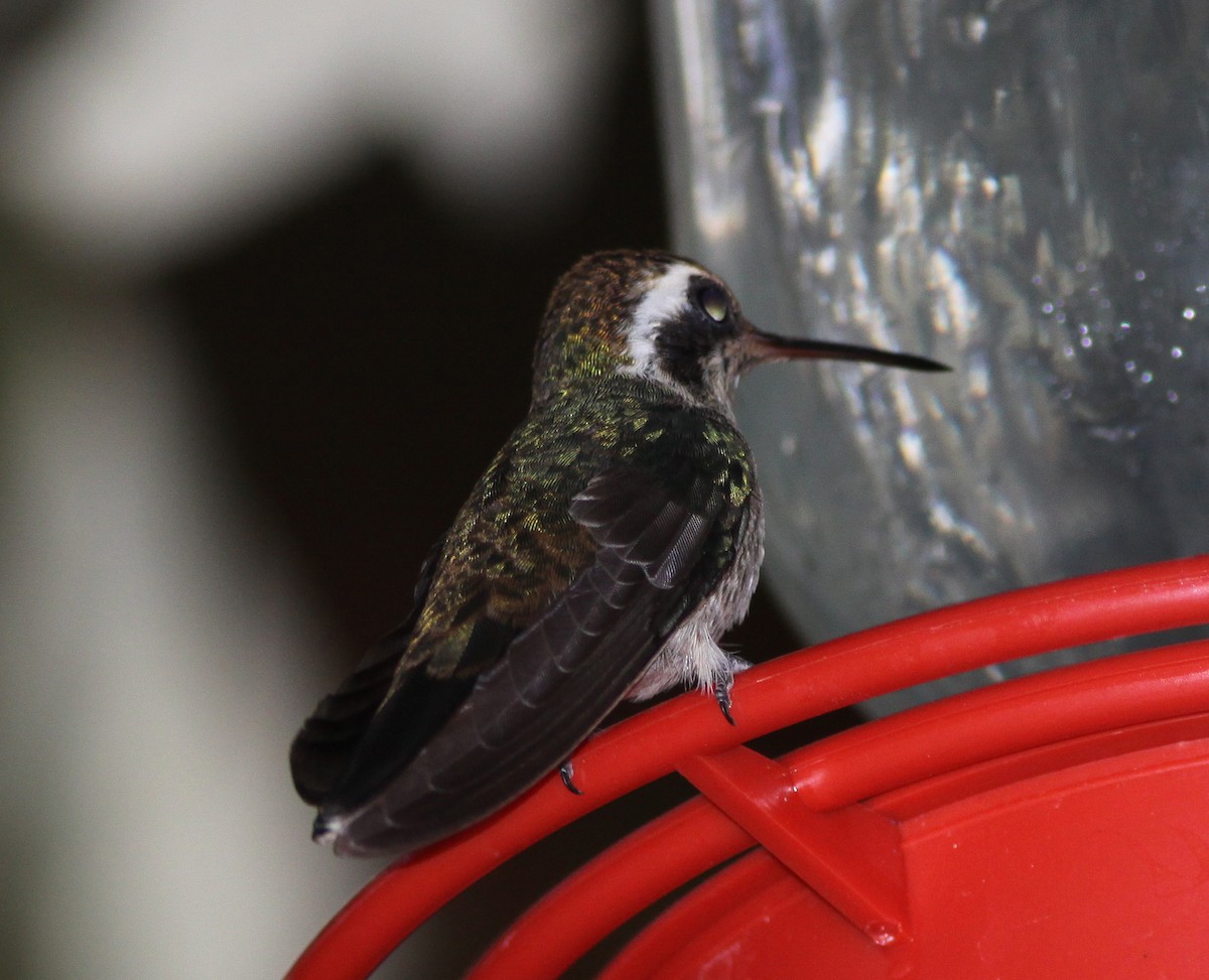 Colibrí Orejiblanco - ML595577791