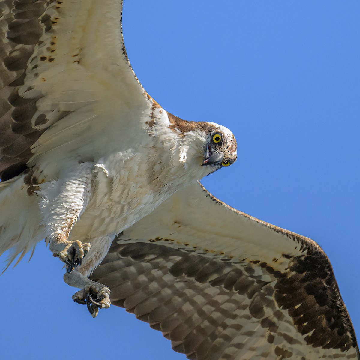 Águila Pescadora - ML595577981