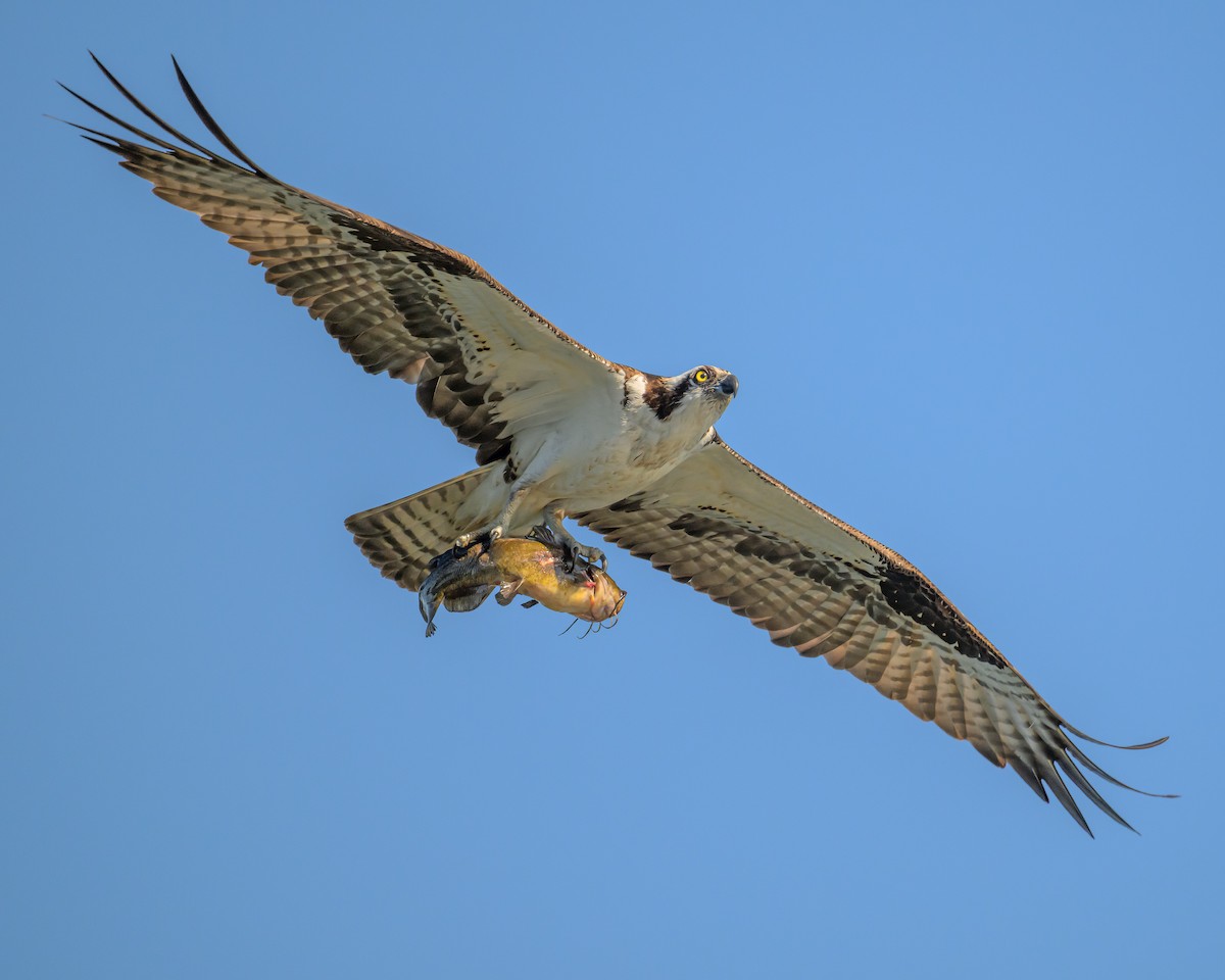 Balbuzard pêcheur - ML595578031