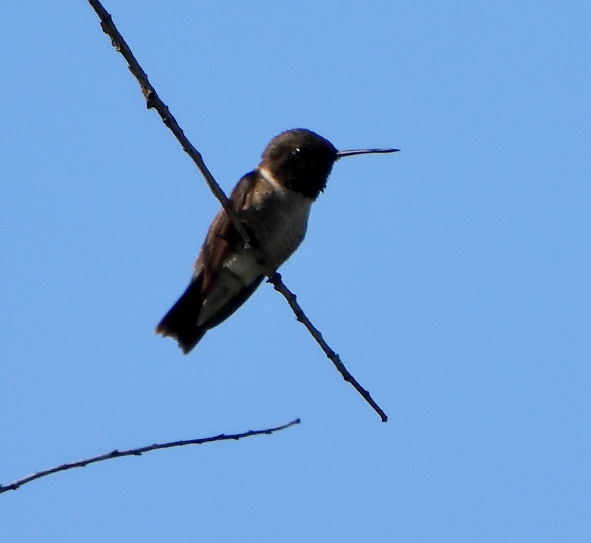 Black-chinned Hummingbird - ML595578471