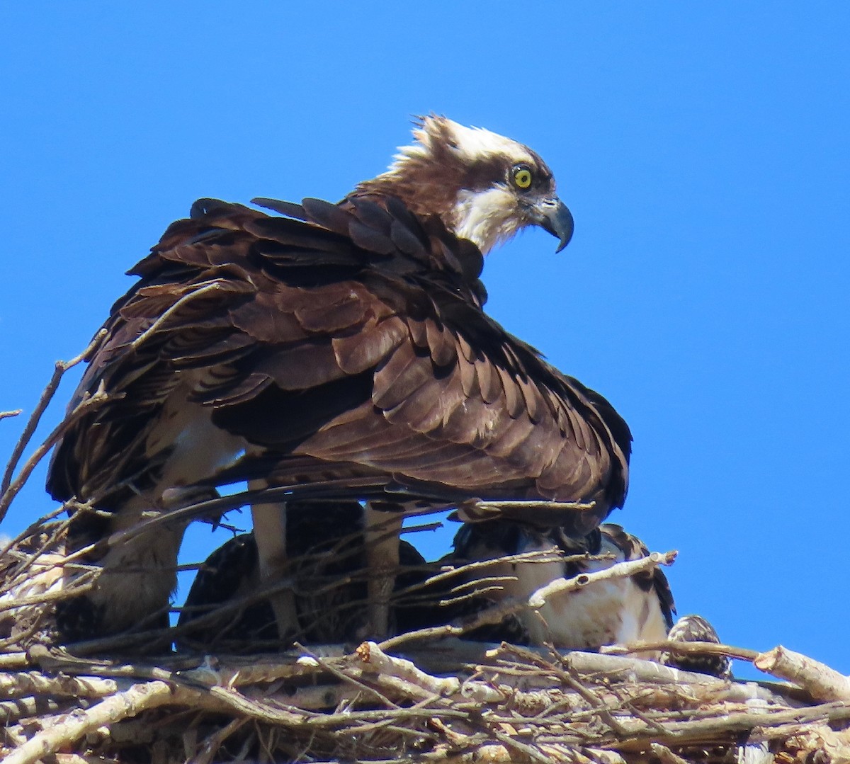 Águila Pescadora - ML595578821