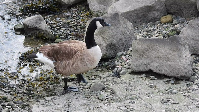 Canada Goose - ML595578931