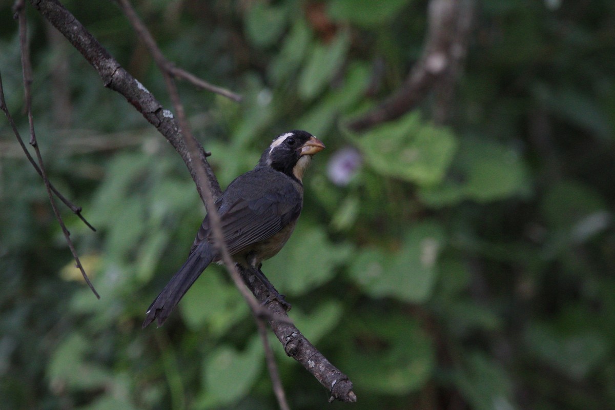 Pepitero Piquigualdo - ML595579351