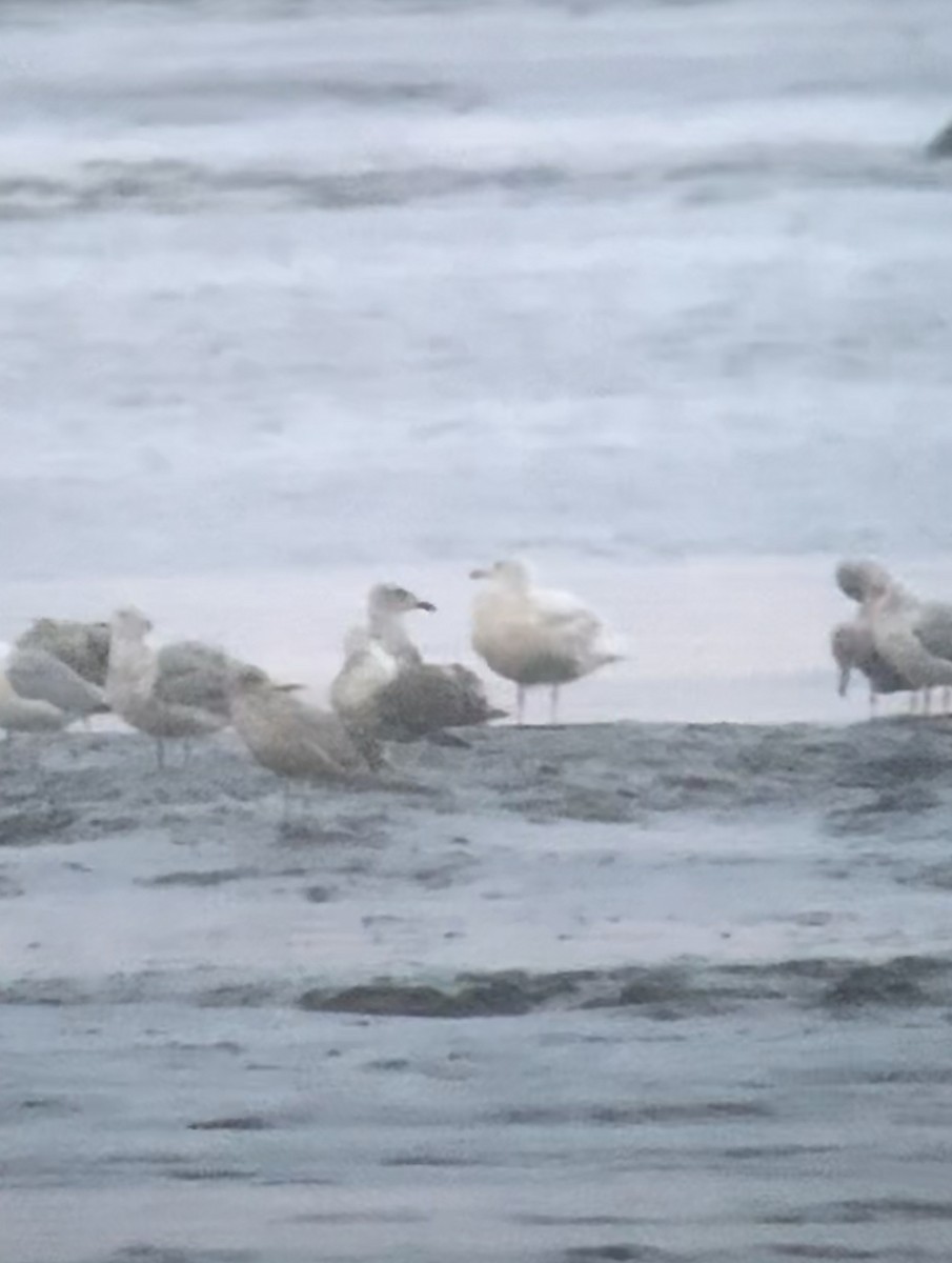 Glaucous Gull - ML595579931