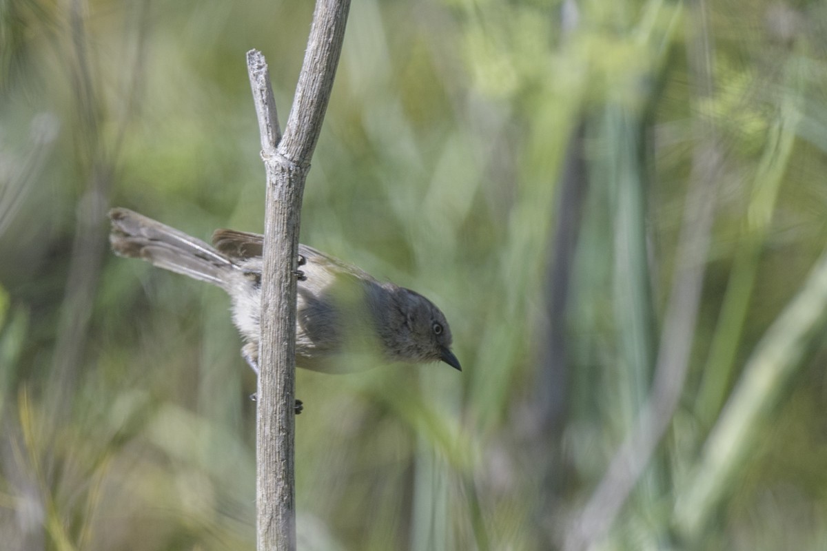 Bushtit - ML595580131