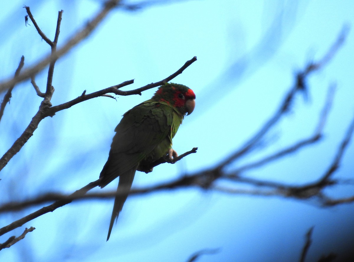 Conure mitrée - ML595580411