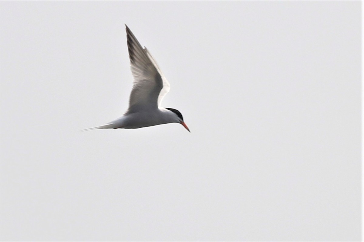 Common Tern - Harold Forsyth