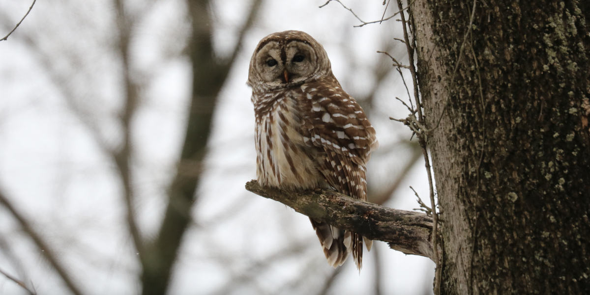 Barred Owl - ML595581591
