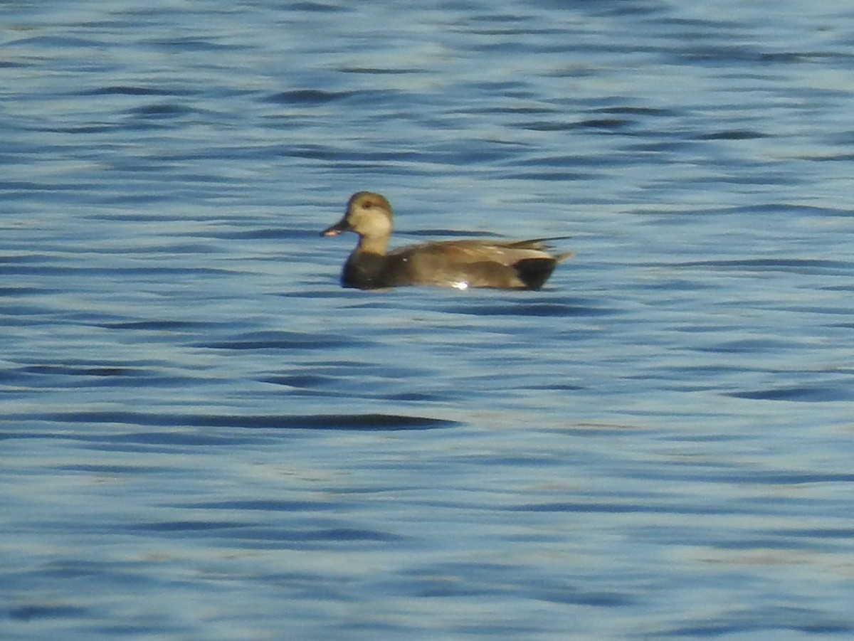 Gadwall - ML595581881