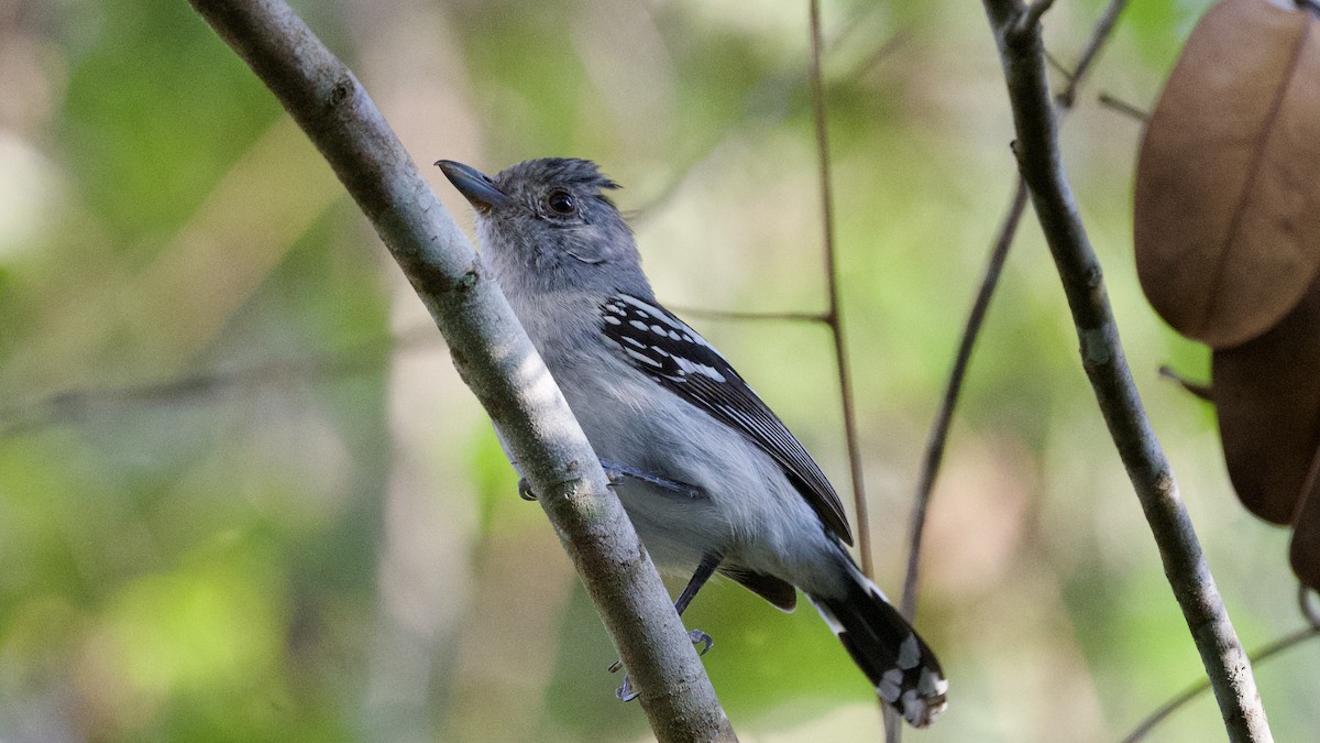 Planalto Slaty-Antshrike - David Theobald