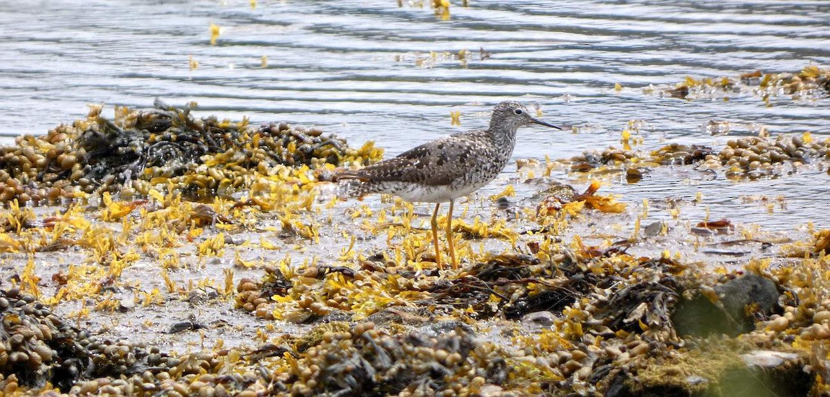 Lesser Yellowlegs - ML595582661