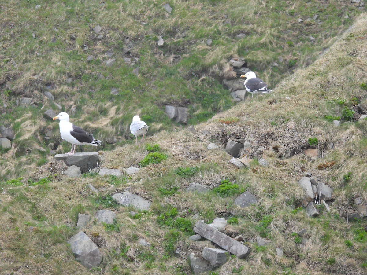 Great Black-backed Gull - ML595583611