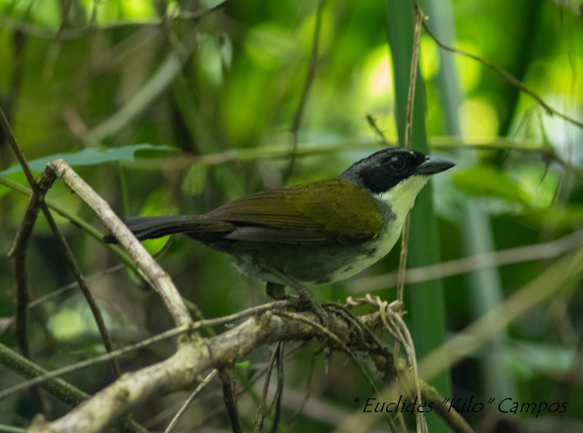 Costa Rican Brushfinch - ML595583751