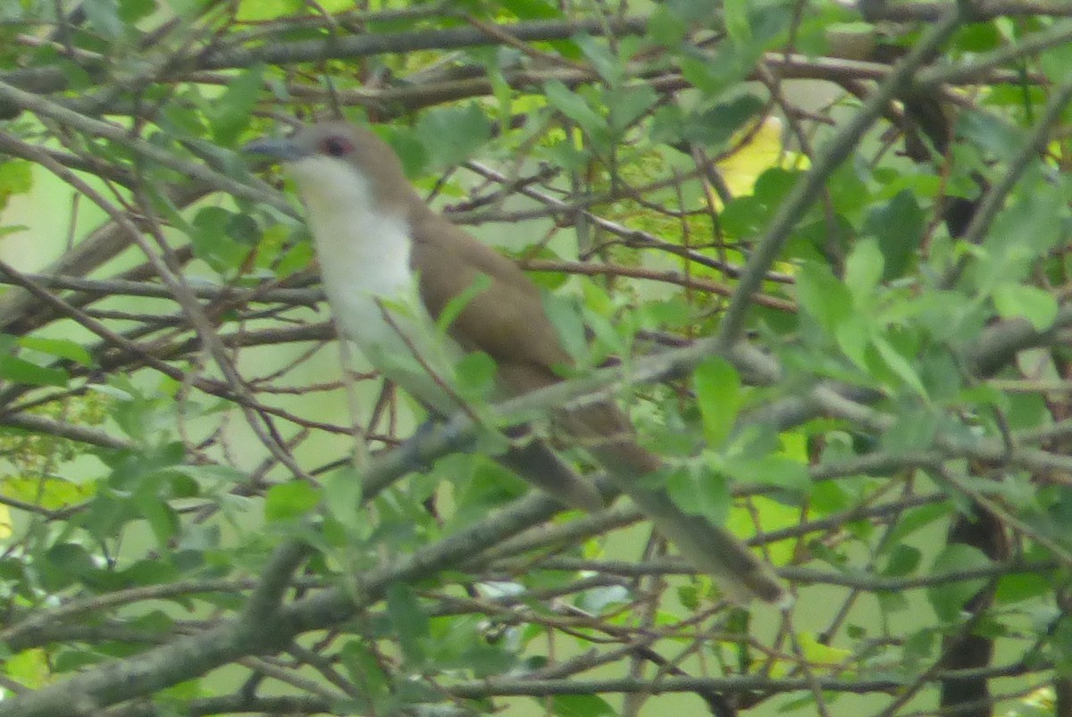 Black-billed Cuckoo - ML59558391