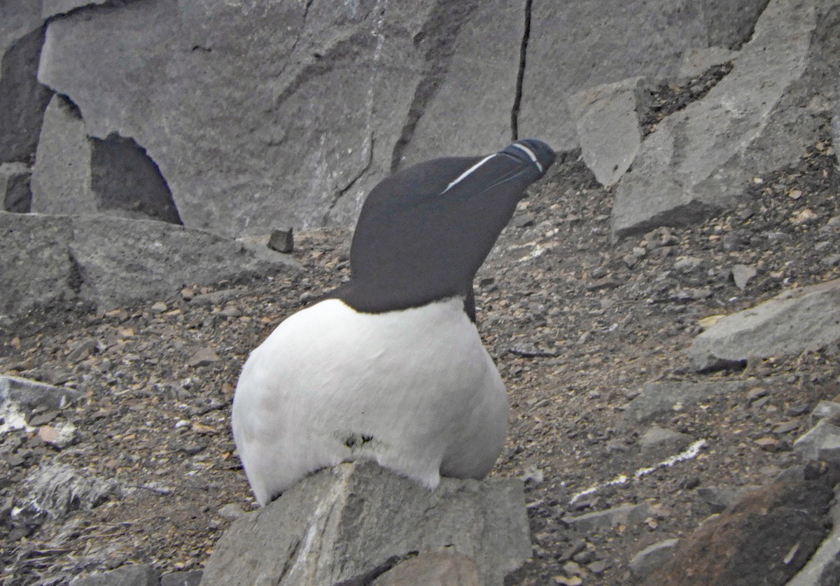 Razorbill - ML595584341