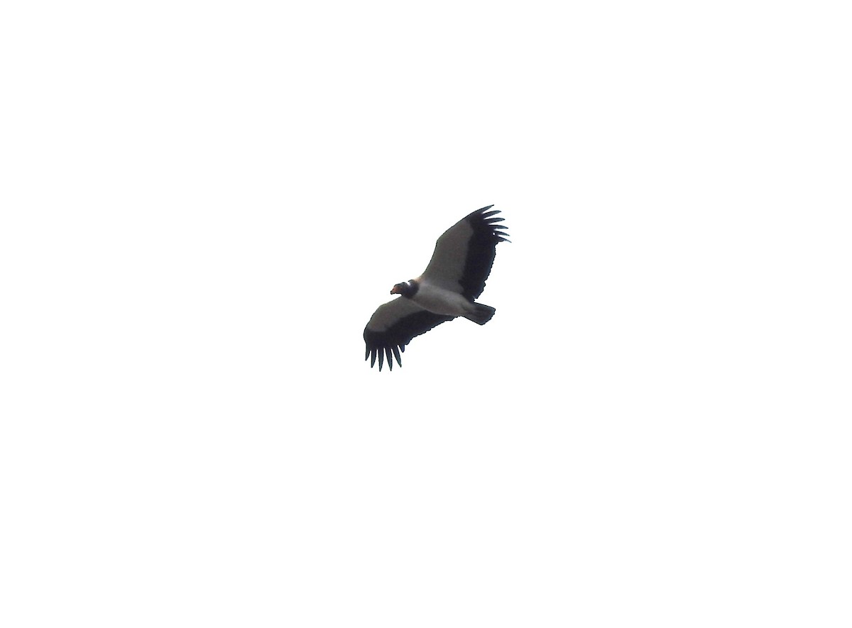King Vulture - ML595584351