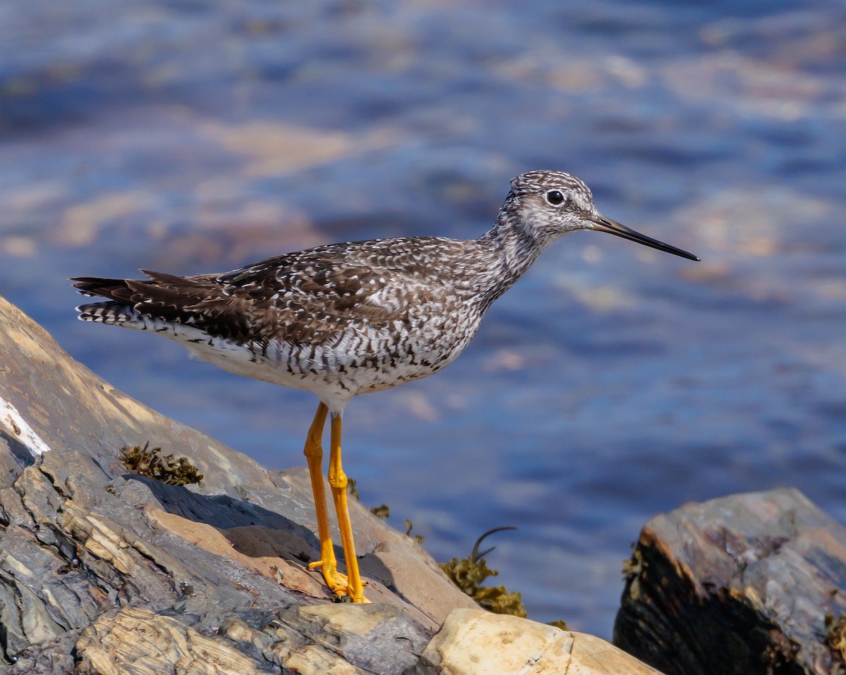 Greater Yellowlegs - ML595586491