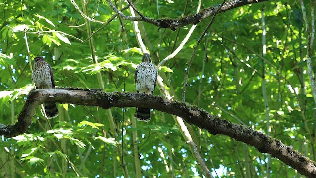 Cooper's Hawk - ML595586791