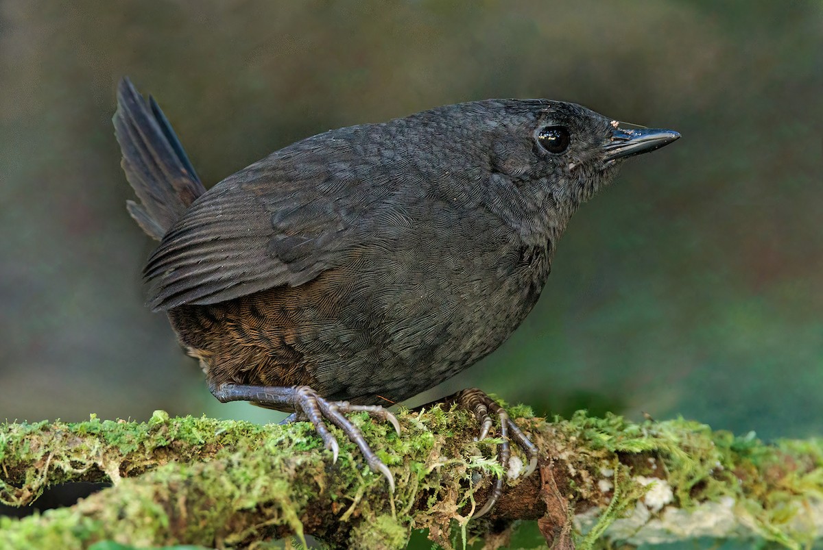 Tatama Tapaculo - Juan Lopez (www.juanlopezbirdtours.com)