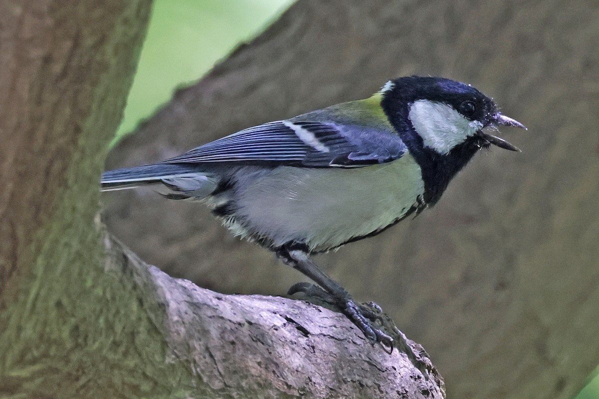 Japanese Tit - Nathan Wall