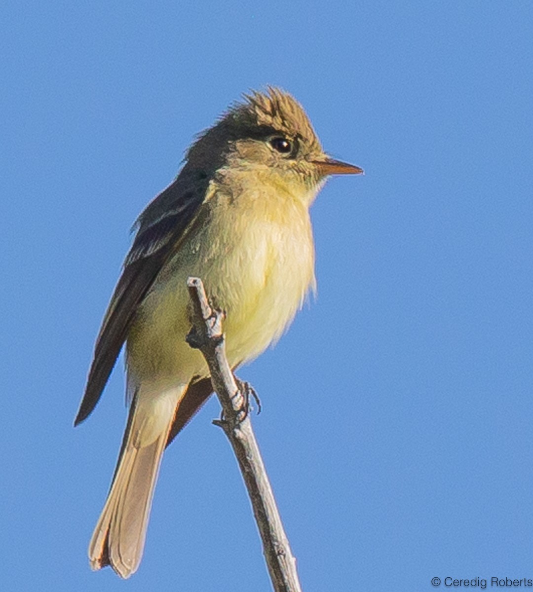 Western Flycatcher (Cordilleran) - ML595587471