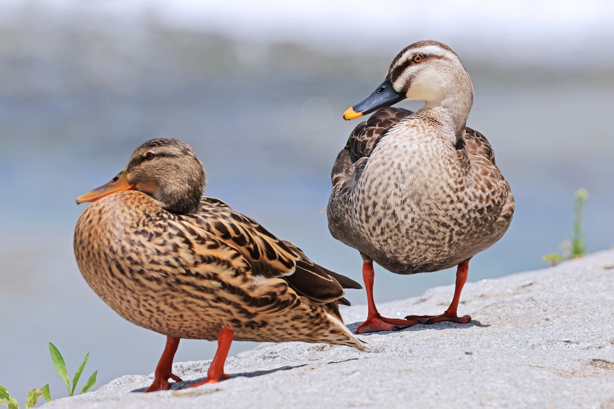 Eastern Spot-billed Duck - ML595588501