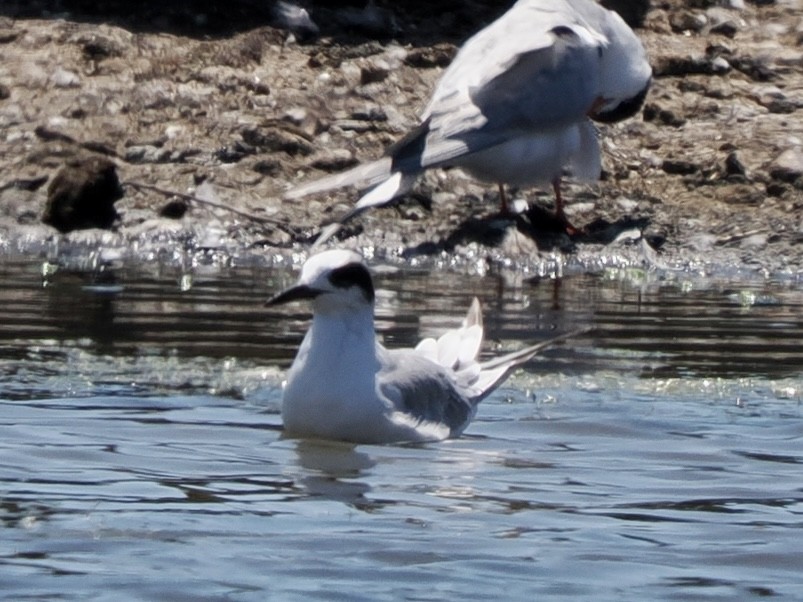 Forster's Tern - Rishab Ghosh